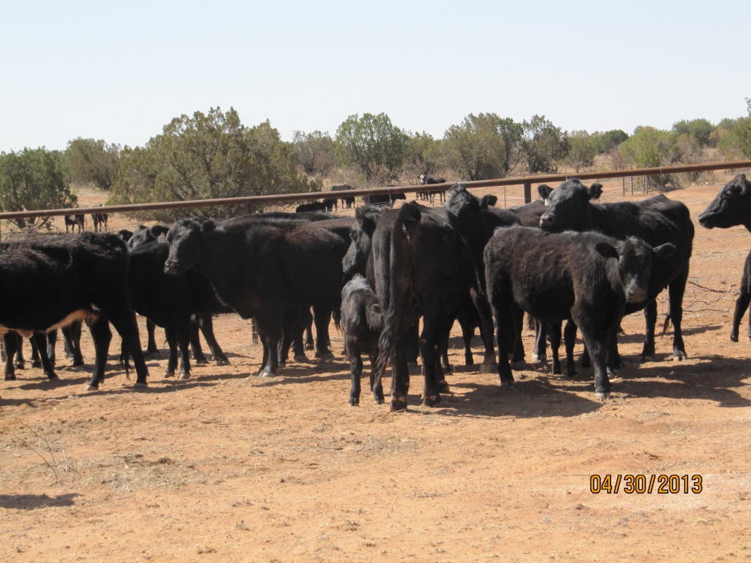 cattles on ranch