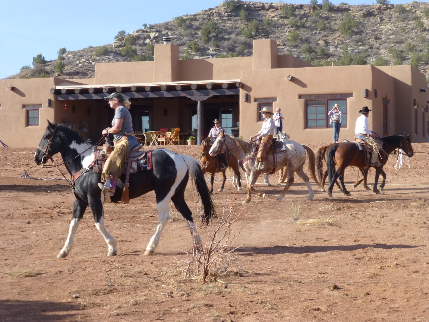 cattles on ranch