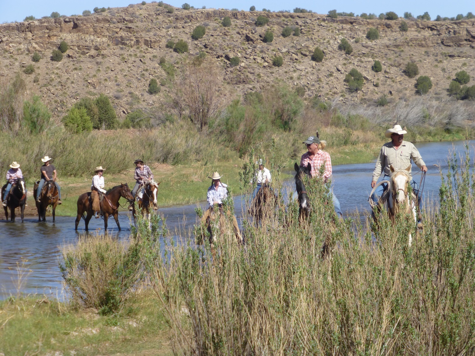 cattles on ranch