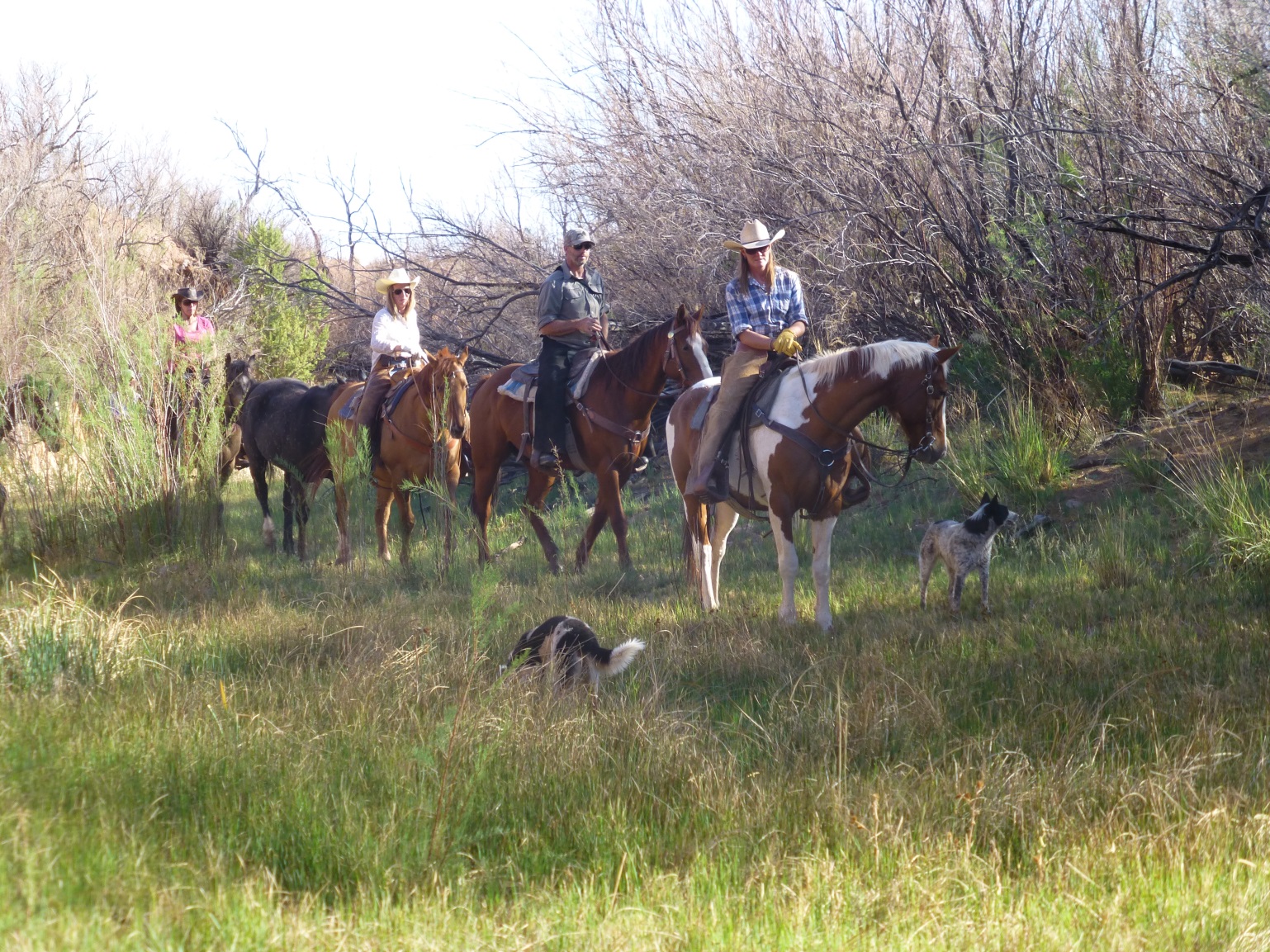Riding in the lush valley of the Carrizo Creek, accompanied by the dogs
